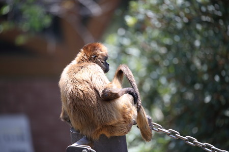 浜松市動物園9