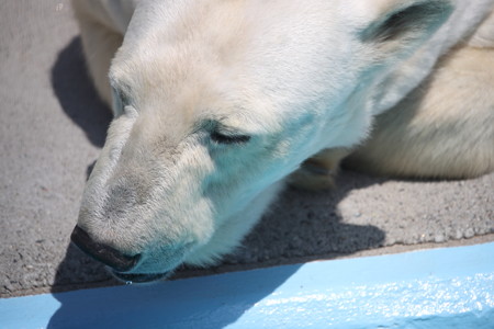 浜松市動物園10