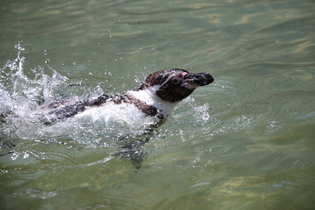 浜松市動物園13