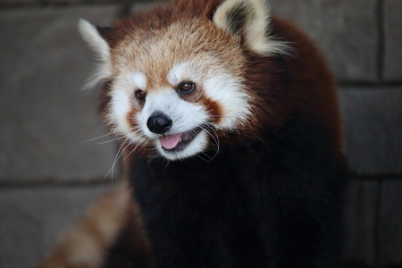 浜松市動物園28