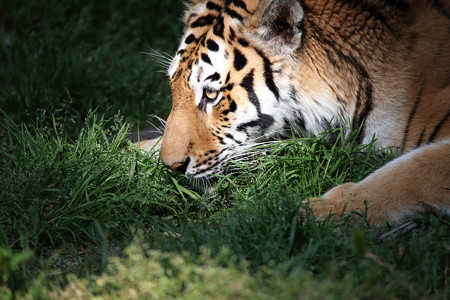 浜松市動物園39
