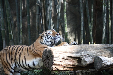 浜松市動物園44