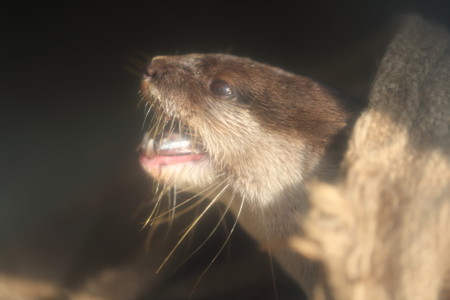 浜松市動物園50