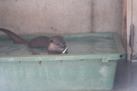 浜松市動物園51