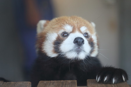 浜松市動物園53