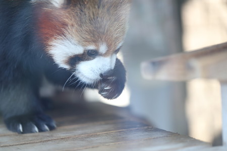 浜松市動物園59