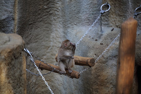 浜松市動物園67