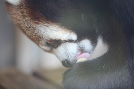 浜松市動物園73