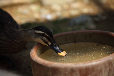 浜松市動物園81
