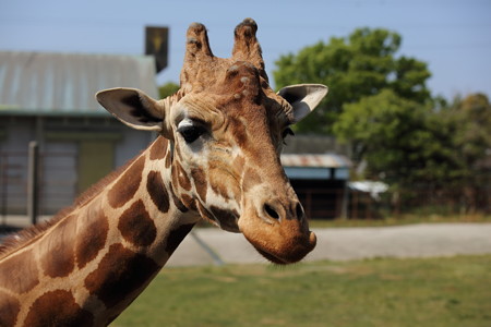 浜松市動物園91