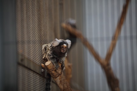 浜松市動物園93