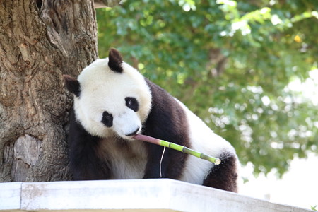 神戸市王子動物園7