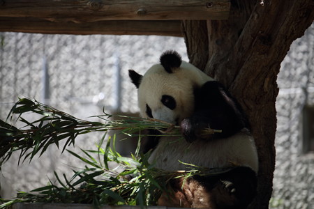神戸市王子動物園14
