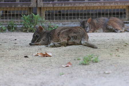 神戸市王子動物園122