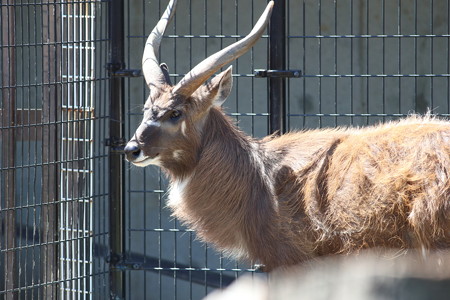 神戸市王子動物園121