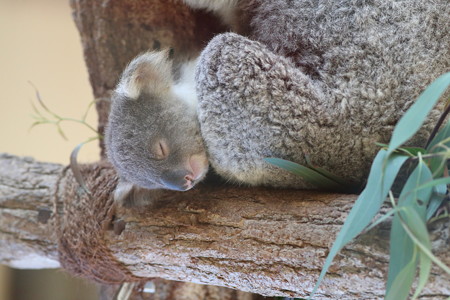 神戸市王子動物園113