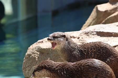 神戸市王子動物園105