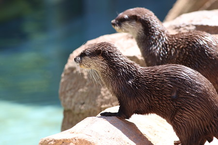 神戸市王子動物園104
