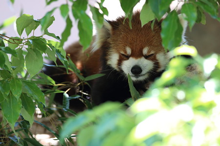神戸市王子動物園99