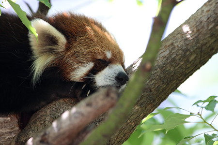 神戸市王子動物園97