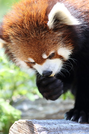 神戸市王子動物園93