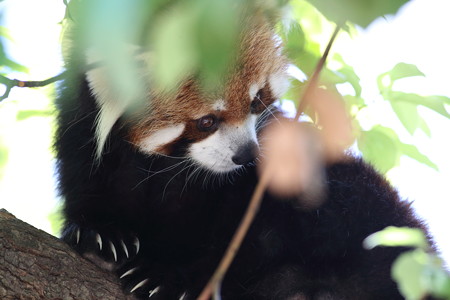 神戸市王子動物園85
