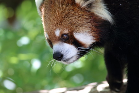 神戸市王子動物園81