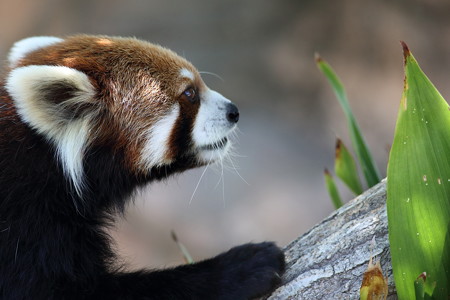 神戸市王子動物園78