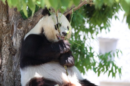 神戸市王子動物園69