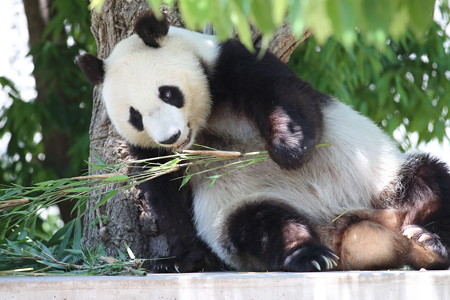神戸市王子動物園66