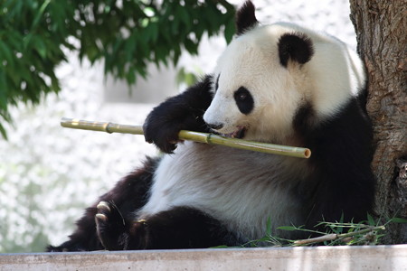 神戸市王子動物園65