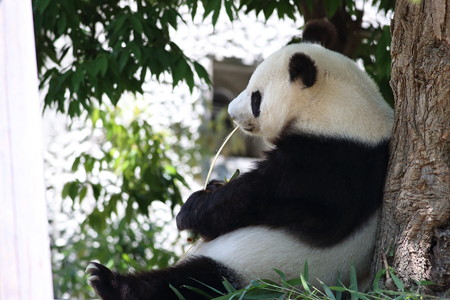 神戸市王子動物園63