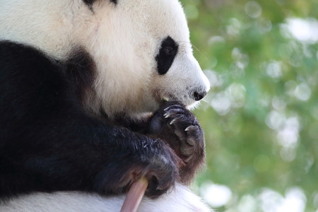 神戸市王子動物園60