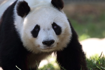神戸市王子動物園57