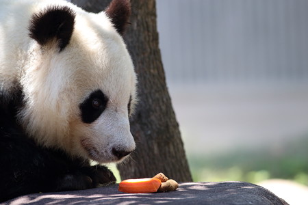 神戸市王子動物園51