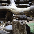 Photos: 上野動物園83
