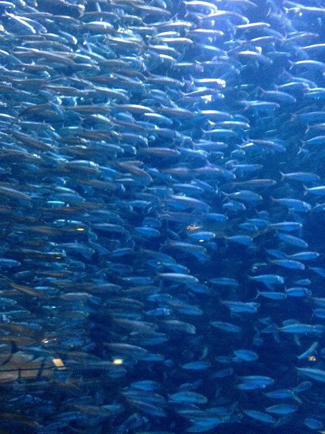 名古屋港水族館 黒潮大水槽 のイワシの大群 06 写真共有サイト フォト蔵
