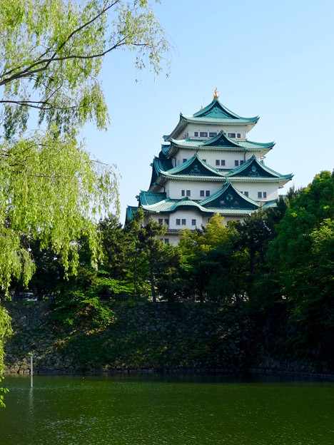 名城公園から見上げた名古屋城天守閣 - 11