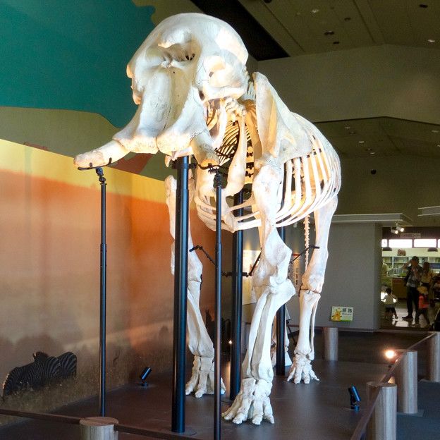 東山動植物園 動物開館：アフリカ象の骨格標本 - 2