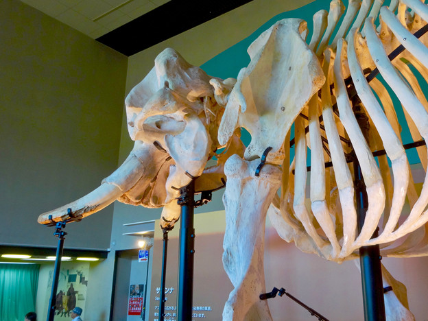 東山動植物園 動物開館：アフリカ象の骨格標本 - 4