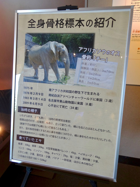 東山動植物園 動物開館：アフリカ象の骨格標本 - 5