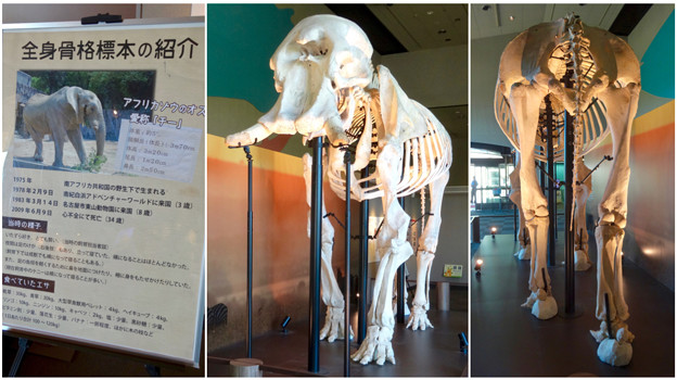東山動植物園 動物開館：アフリカ象の骨格標本 - 10