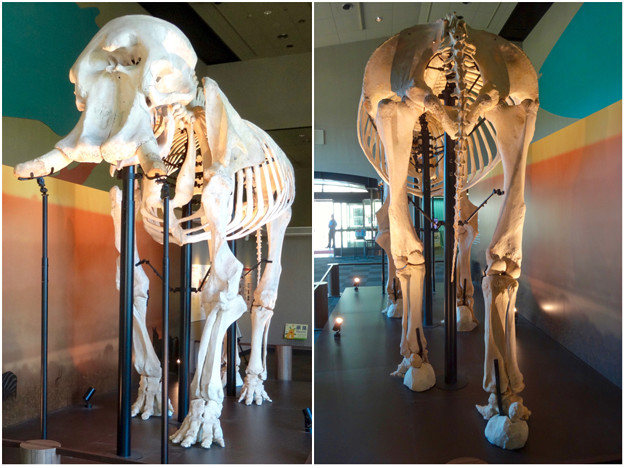 東山動植物園 動物開館：アフリカ象の骨格標本 - 11