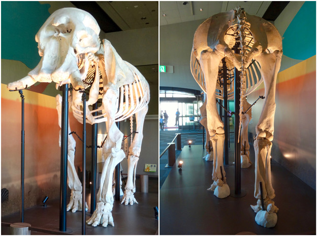 東山動植物園 動物開館：アフリカ象の骨格標本 - 12