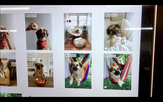 macOS High Sierraの写真アプリ - 5:犬もポートレートと判別?w