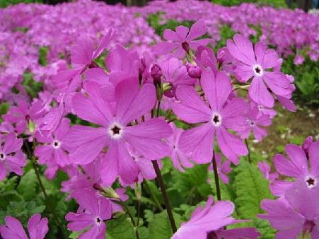 さくらそう・桜草