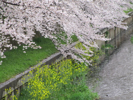桜と菜の花