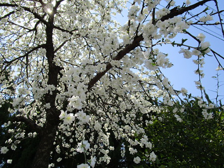 公園の桜・・・しだれ?