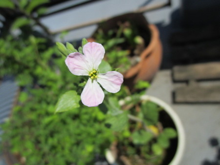 ラディッシュ伸ばしすぎたら花が咲いた