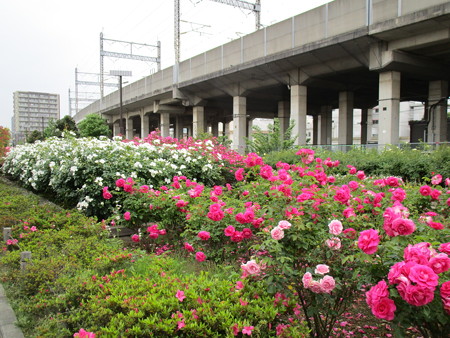 駅前も綺麗に咲いています